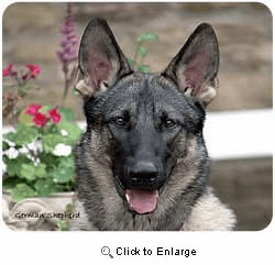 German Shepherd Mousepad
