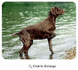 German Shorthaired Pointer Coasters