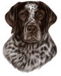 German Shorthaired Pointer Decal Window Sticker