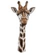 Giraffe Decal Window Sticker