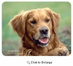 Golden Retriever Coasters