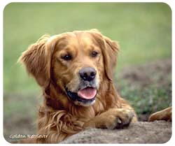 Golden Retriever Mousepad