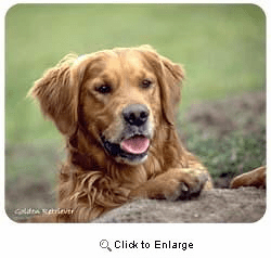 Golden Retriever Mousepad