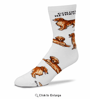 Golden Retriever Poses Socks