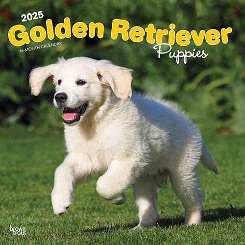 2025 Golden Retriever Puppies Calendar