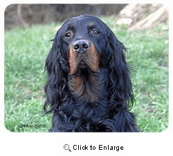 Gordon Setter Coasters