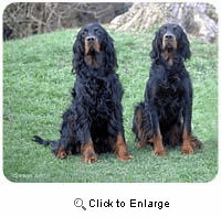 Gordon Setter Mousepad