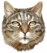 Gray Cat Decal Window Sticker