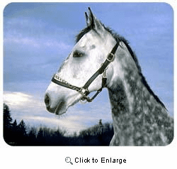 Gray Horse Mousepad