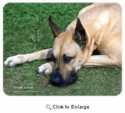 Great Dane Coasters