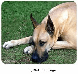 Great Dane Mousepad