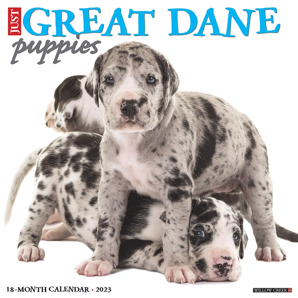 Great Dane Puppies Calendar 2023 Willow Creek Press
