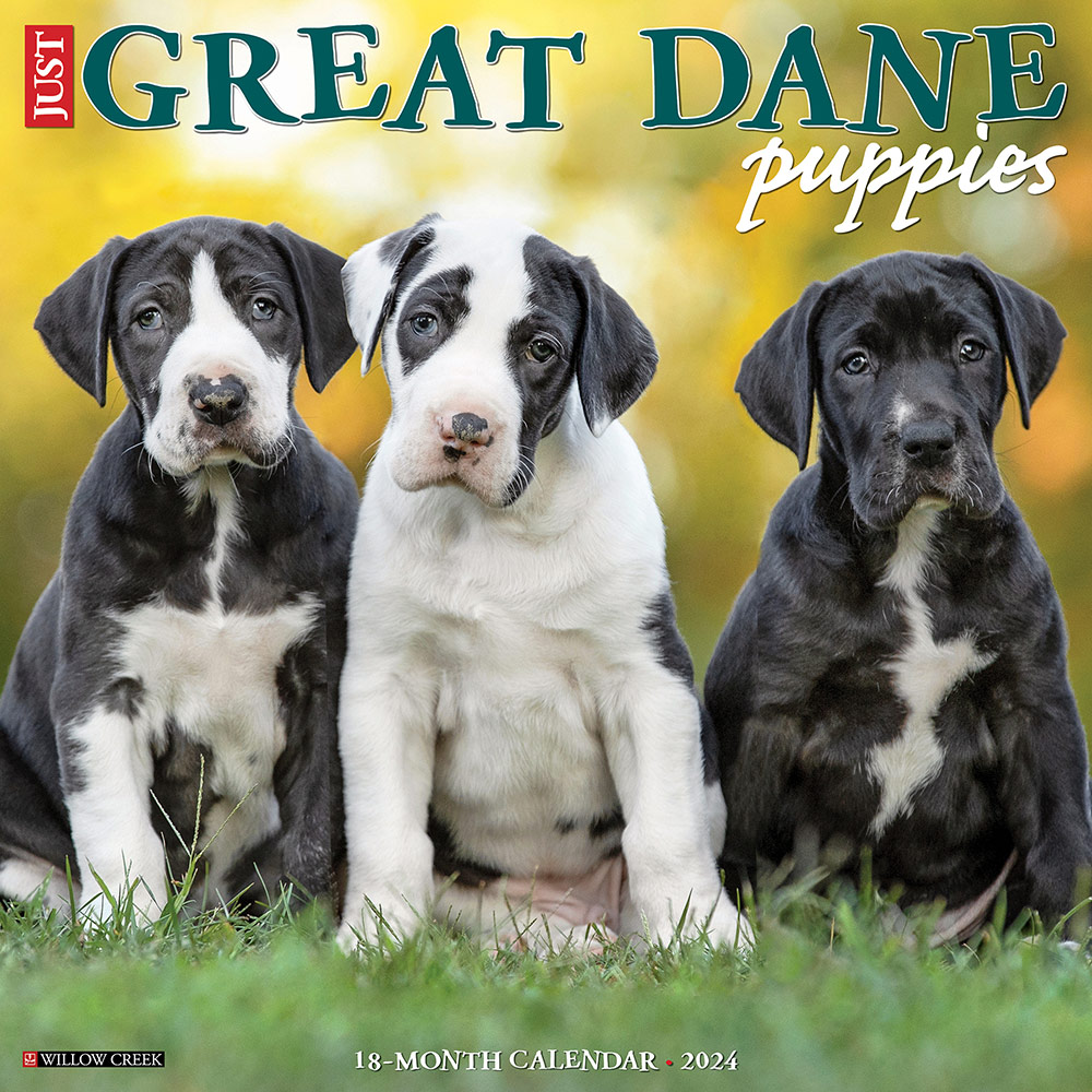 Great Dane Puppies Calendar 2024 Willow Creek