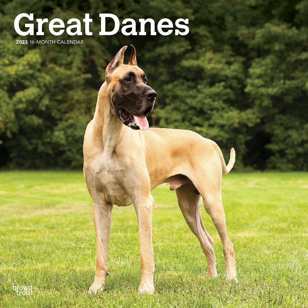 Does The Great Dane Grow Big
