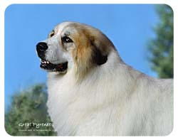 Great Pyrenees Coasters