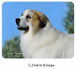 Great Pyrenees Coasters