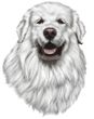 Great Pyrenees Decal Window Sticker
