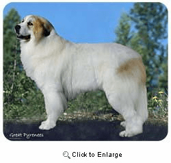 Great Pyrenees Mousepad