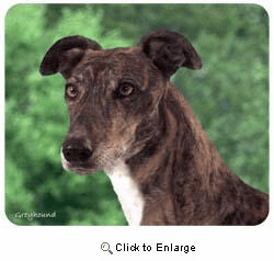 Greyhound Mousepad