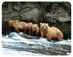 Grizzly Bear Coasters