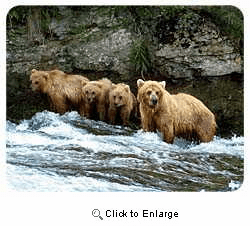 Grizzly Bear Coasters