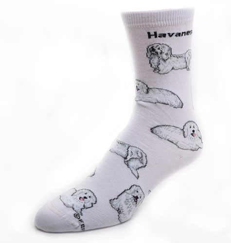 Havanese Socks Poses 2
