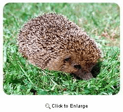 Hedgehog Coasters