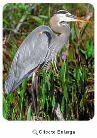 Heron Coasters
