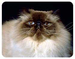 Himalayan Cat Coasters