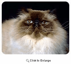 Himalayan Cat Coasters