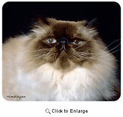 Himalayan Cat Mousepad