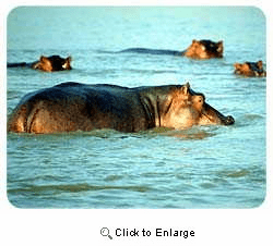 Hippopotamus Coasters