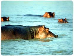 Hippopotamus T-Shirt - Photo