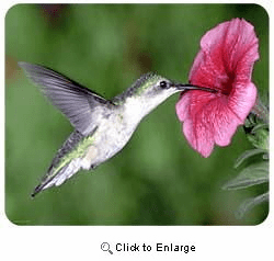 Hummingbird Mousepad