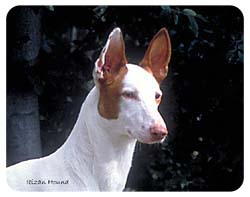 Ibizan Hound Coasters