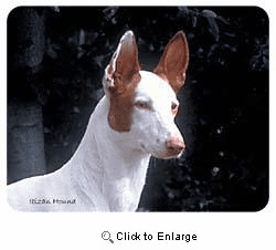 Ibizan Hound Coasters