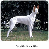 Ibizan Hound Mousepad