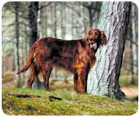 Irish Setter Mousepad