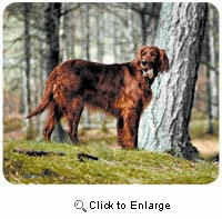 Irish Setter Mousepad