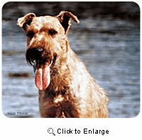 Irish Terrier Mousepad