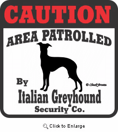 Italian Greyhound Bumper Sticker Caution