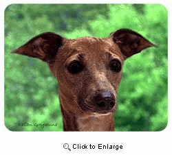 Italian Greyhound Coasters