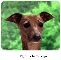 Italian Greyhound Mousepad