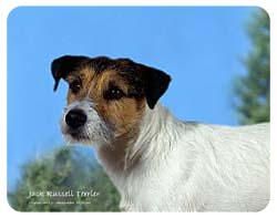 Jack Russell Terrier Coasters