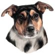 Jack Russell Terrier Decal Window Sticker