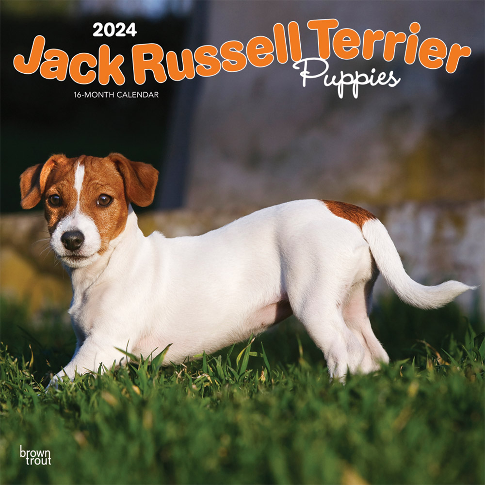 Jack Russell Terrier Wall Calendars 2022 Animal Den