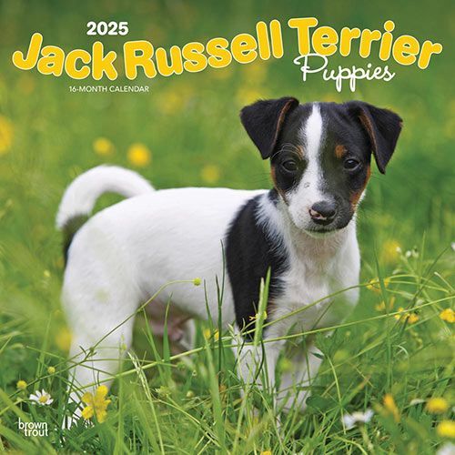 2025 Jack Russell Terrier Puppies Calendar