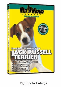 Jack Russell Terrier Video