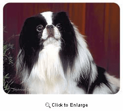Japanese Chin Coasters
