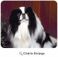 Japanese Chin Mousepad
